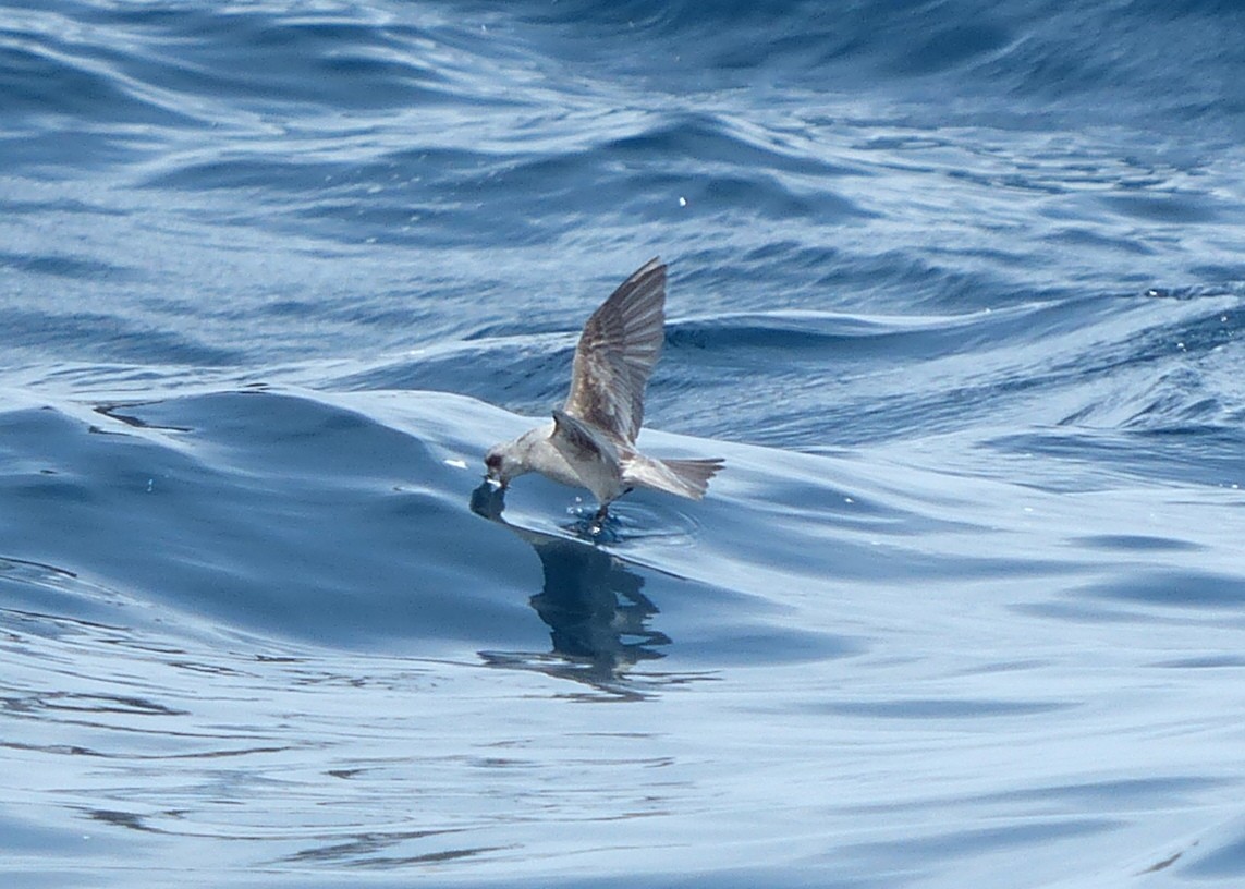 Fork-tailed Storm-Petrel - Andy Frank