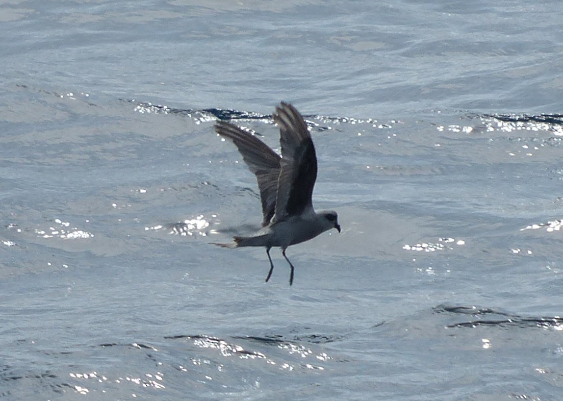 Fork-tailed Storm-Petrel - ML117342661