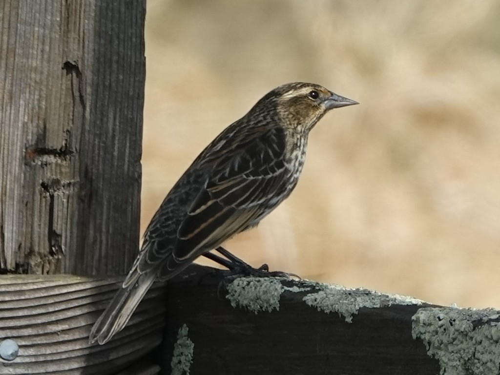 Red-winged Blackbird (Red-winged) - ML117342831