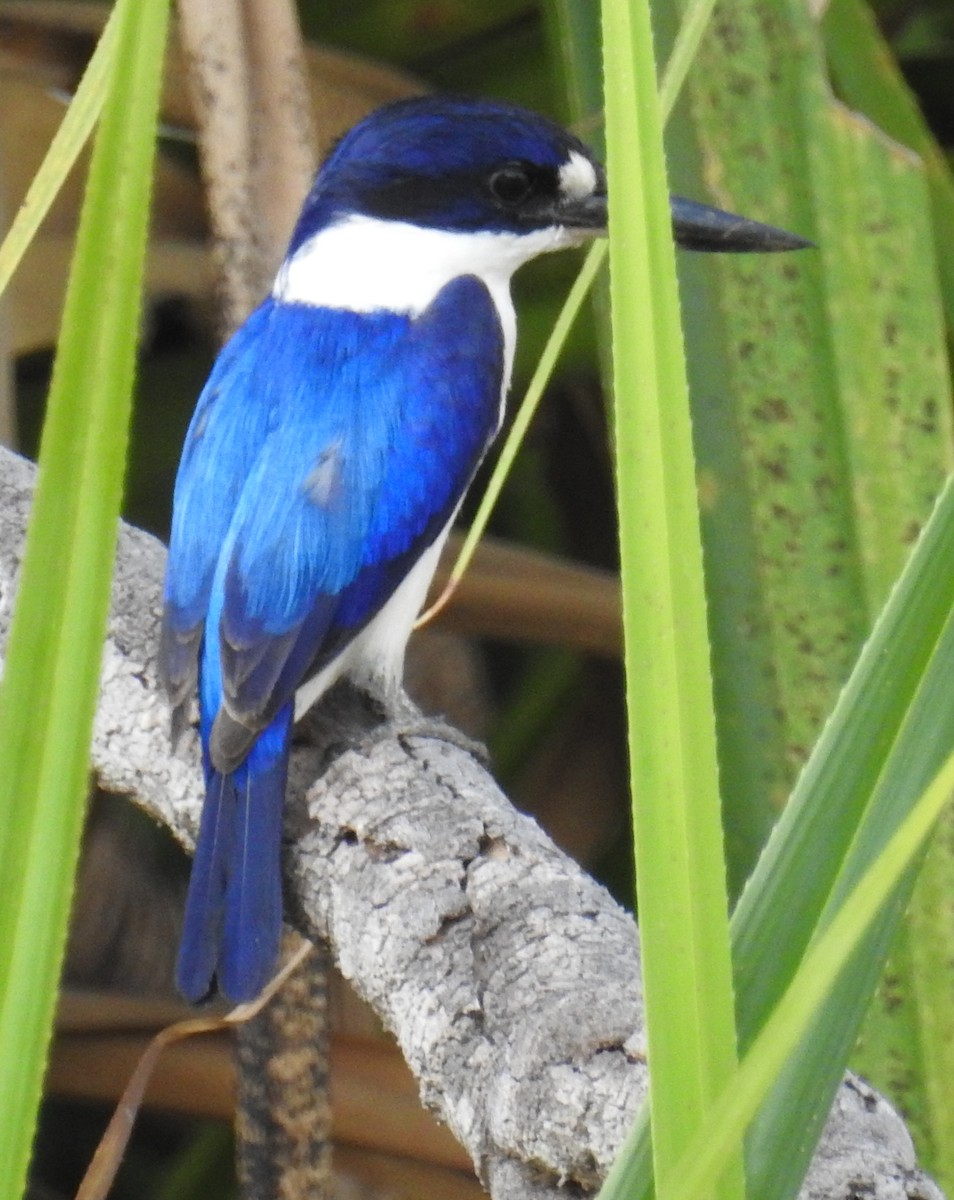 Forest Kingfisher - ML117343321