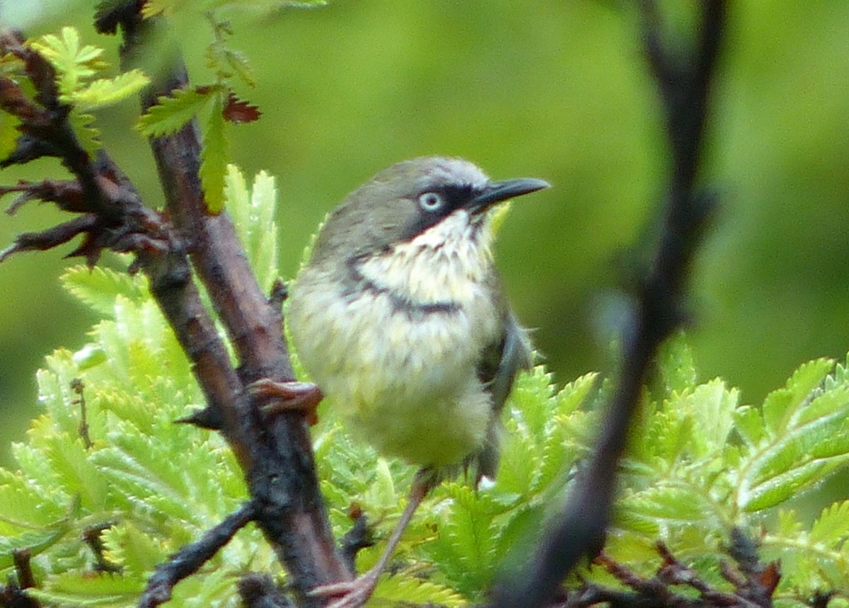 Bar-throated Apalis - Andy Frank