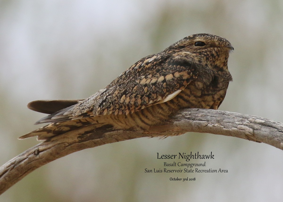 Lesser Nighthawk - Richard Brown