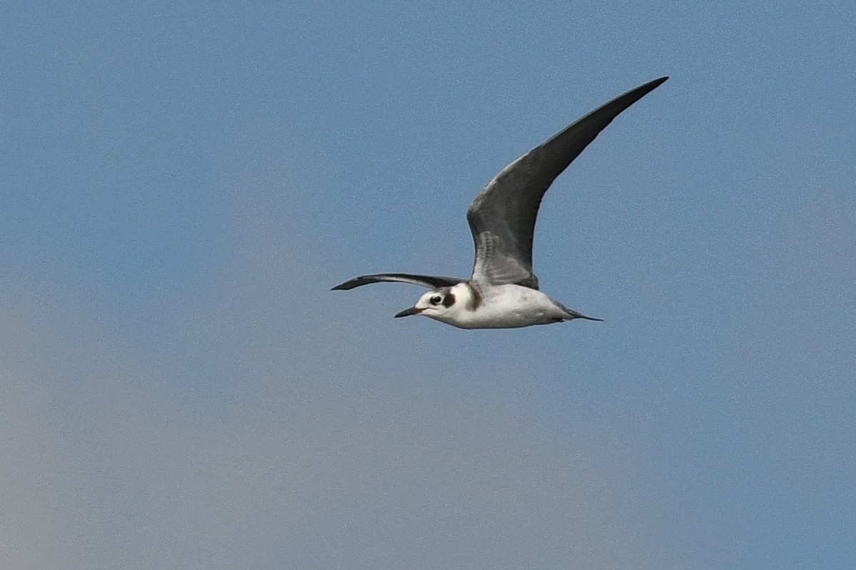 Black Tern - George Chiu