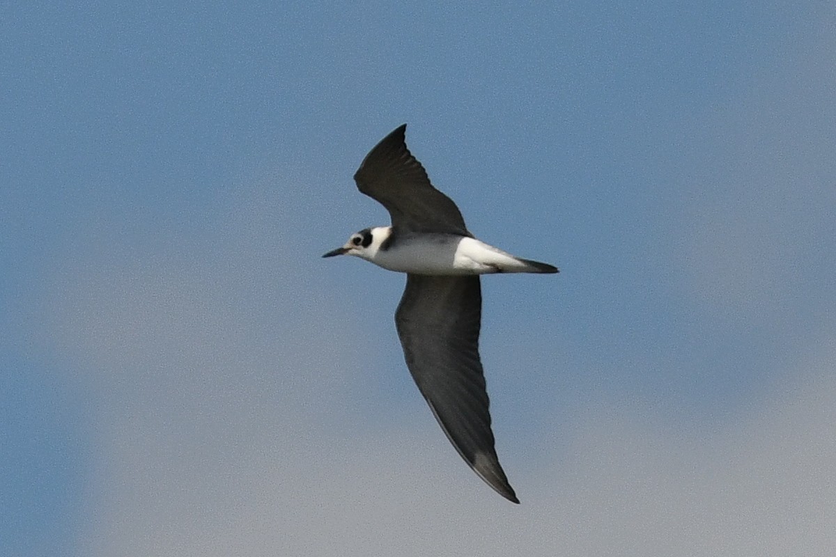 Black Tern - George Chiu