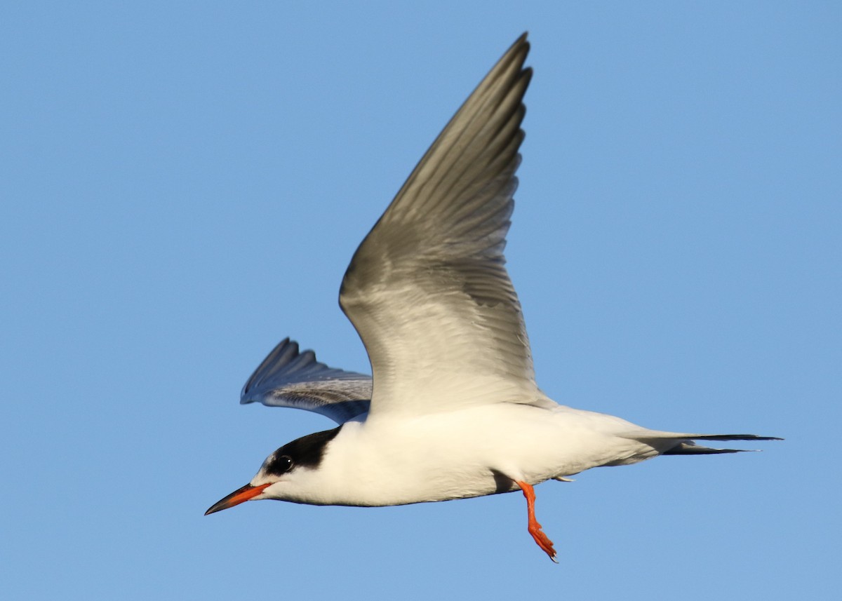 Common Tern - Louis Hoeniger