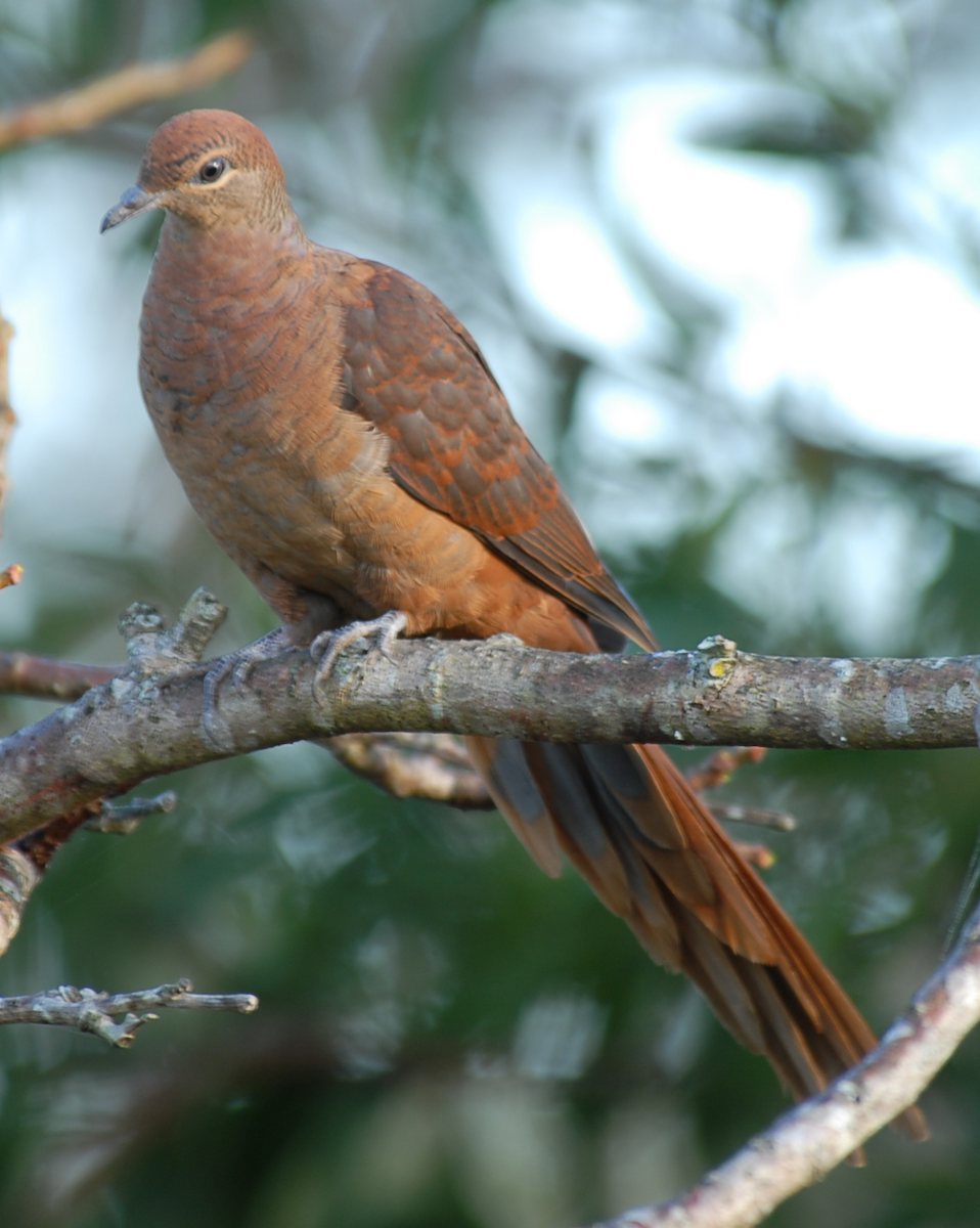 Brown Cuckoo-Dove - ML117360951