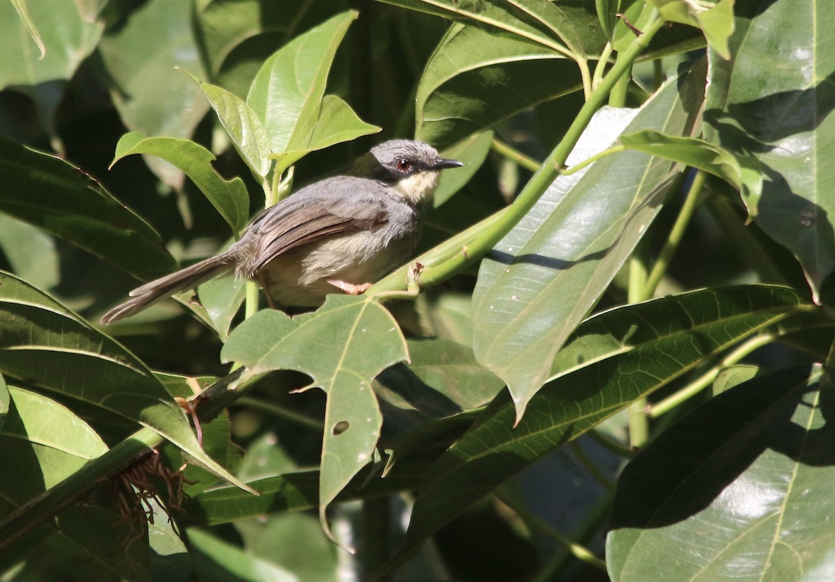 White-chinned Prinia - Mike Potter