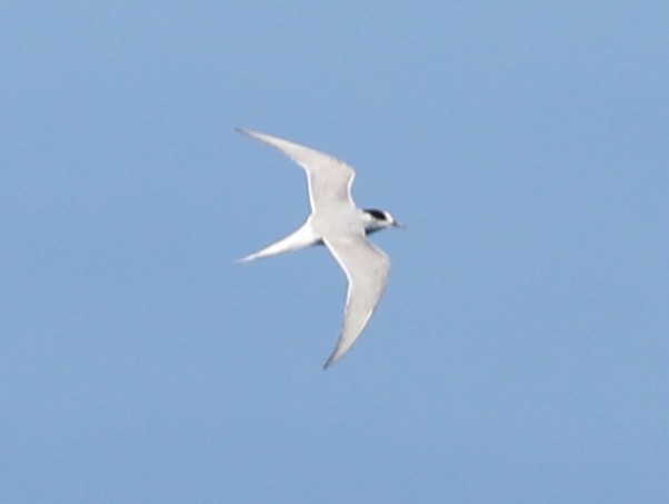 Arctic Tern - Alfredo Garcia
