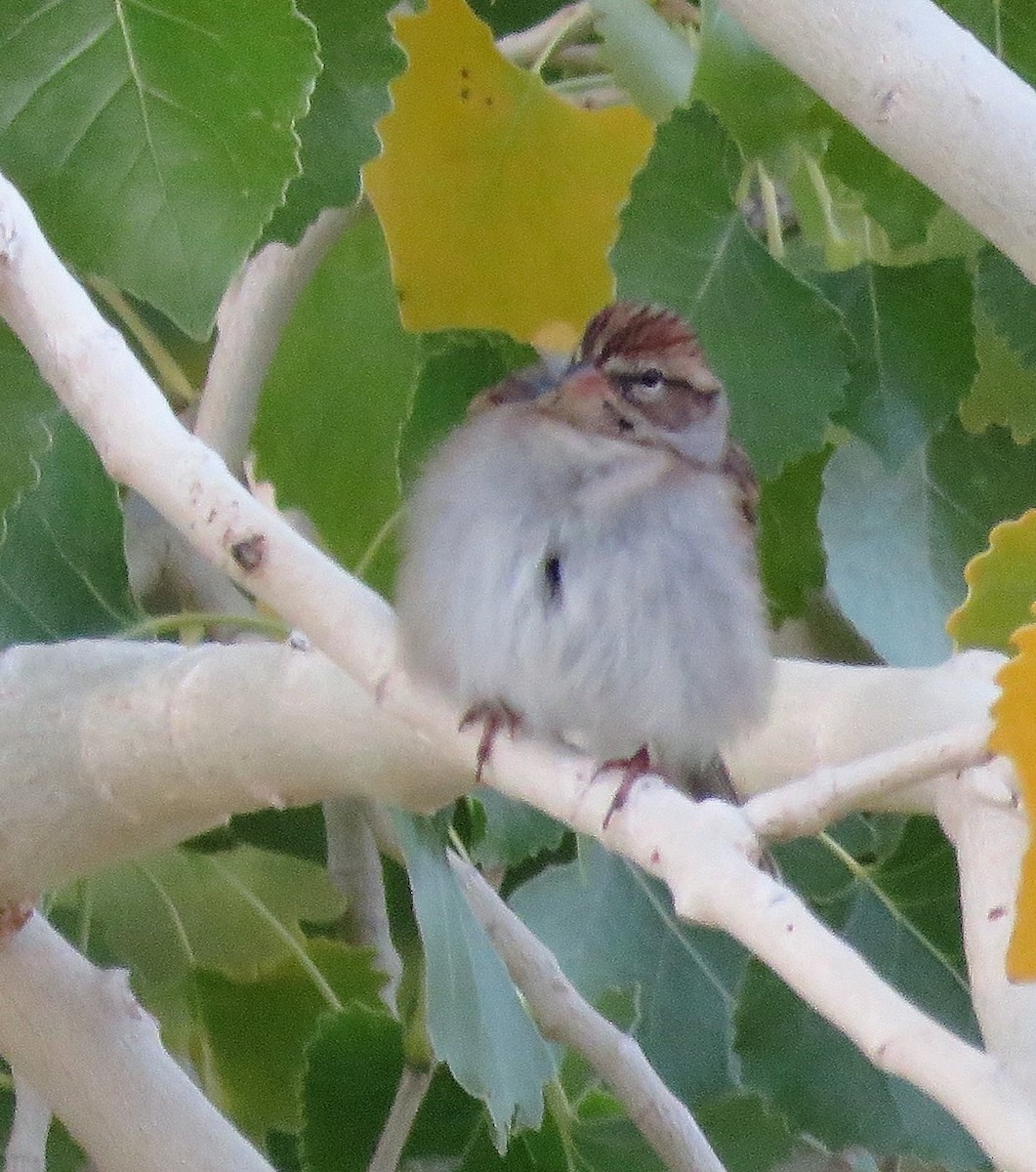 Chipping Sparrow - ML117369671