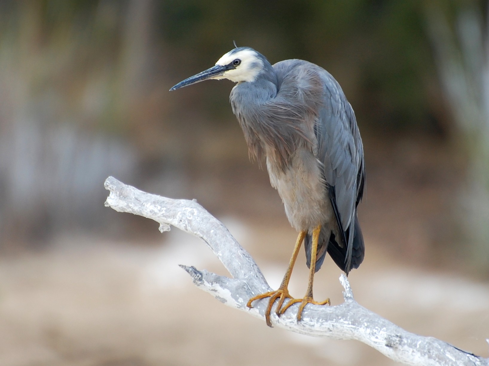 White-faced Heron - Dirk Tomsa