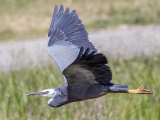  - White-faced Heron