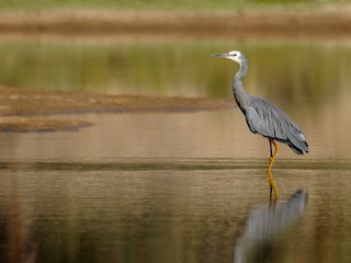 - White-faced Heron