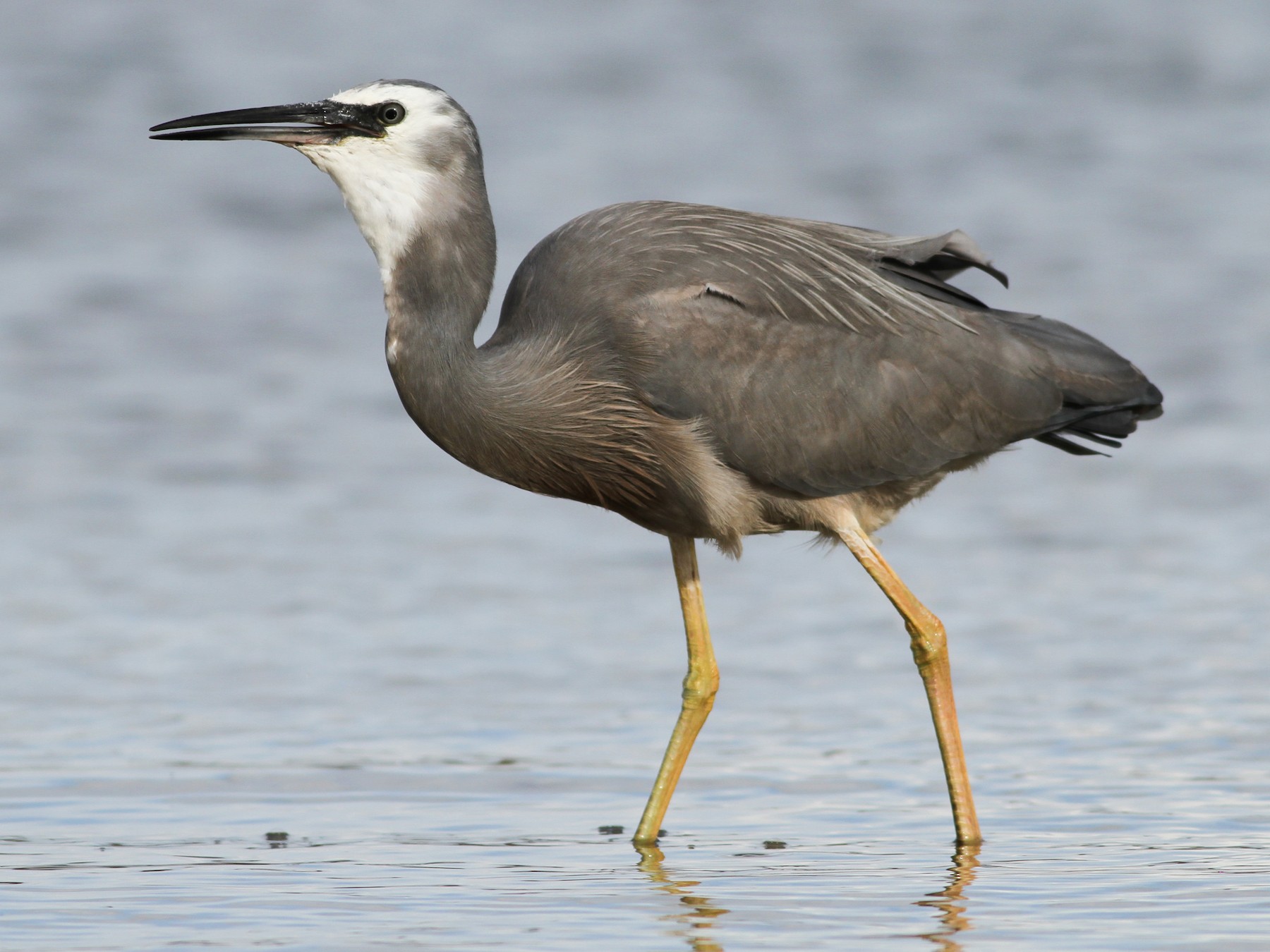 White-faced Heron - Evan Lipton