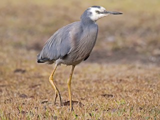 White-faced Heron - Egretta novaehollandiae - Birds of the World