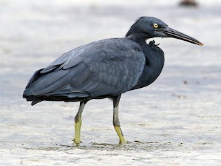  - Pacific Reef-Heron