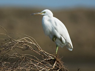  - Pacific Reef-Heron