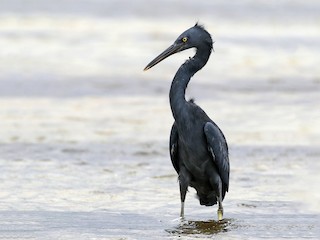クロサギ - eBird