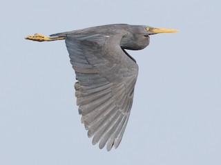 นกเต็มวัย ชุดขนสีเข้ม - Ian Davies - ML117370951