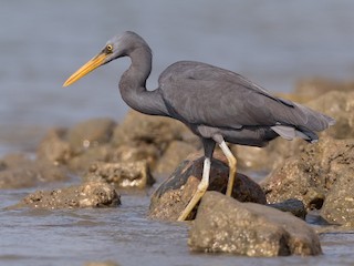  - Pacific Reef-Heron