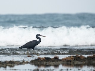  - Pacific Reef-Heron