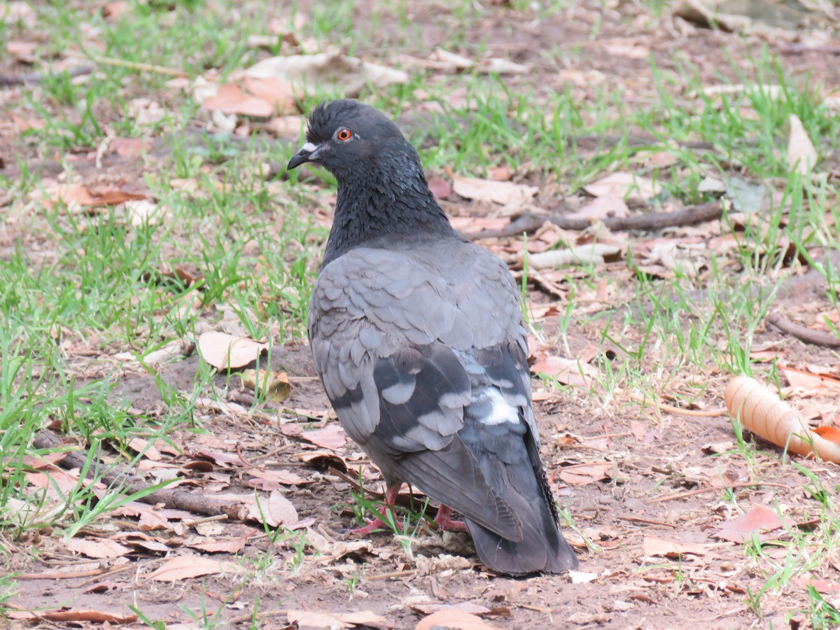 Rock Pigeon (Feral Pigeon) - ML117371081