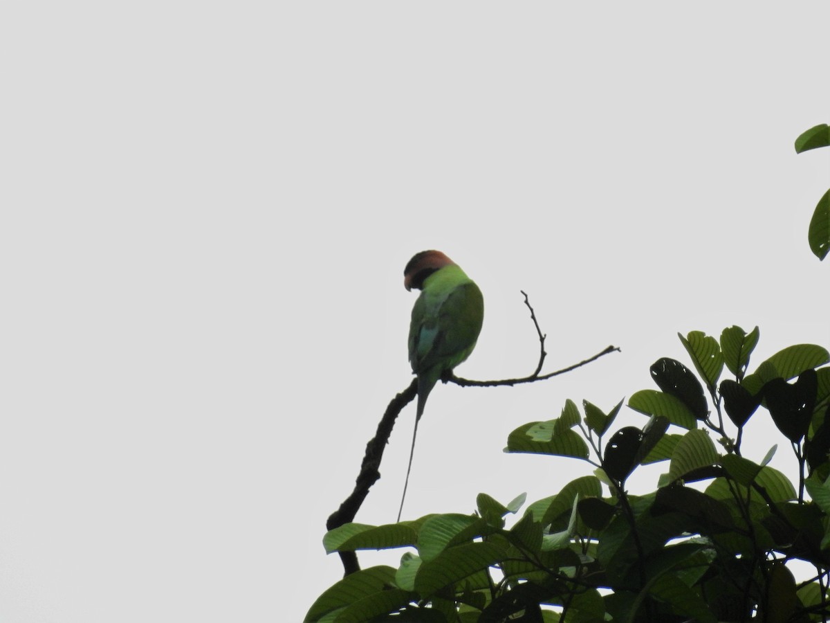 Long-tailed Parakeet - ML117371331