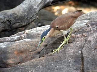 ハシブトゴイ - eBird