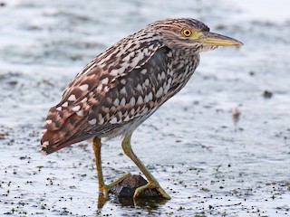 ハシブトゴイ - eBird