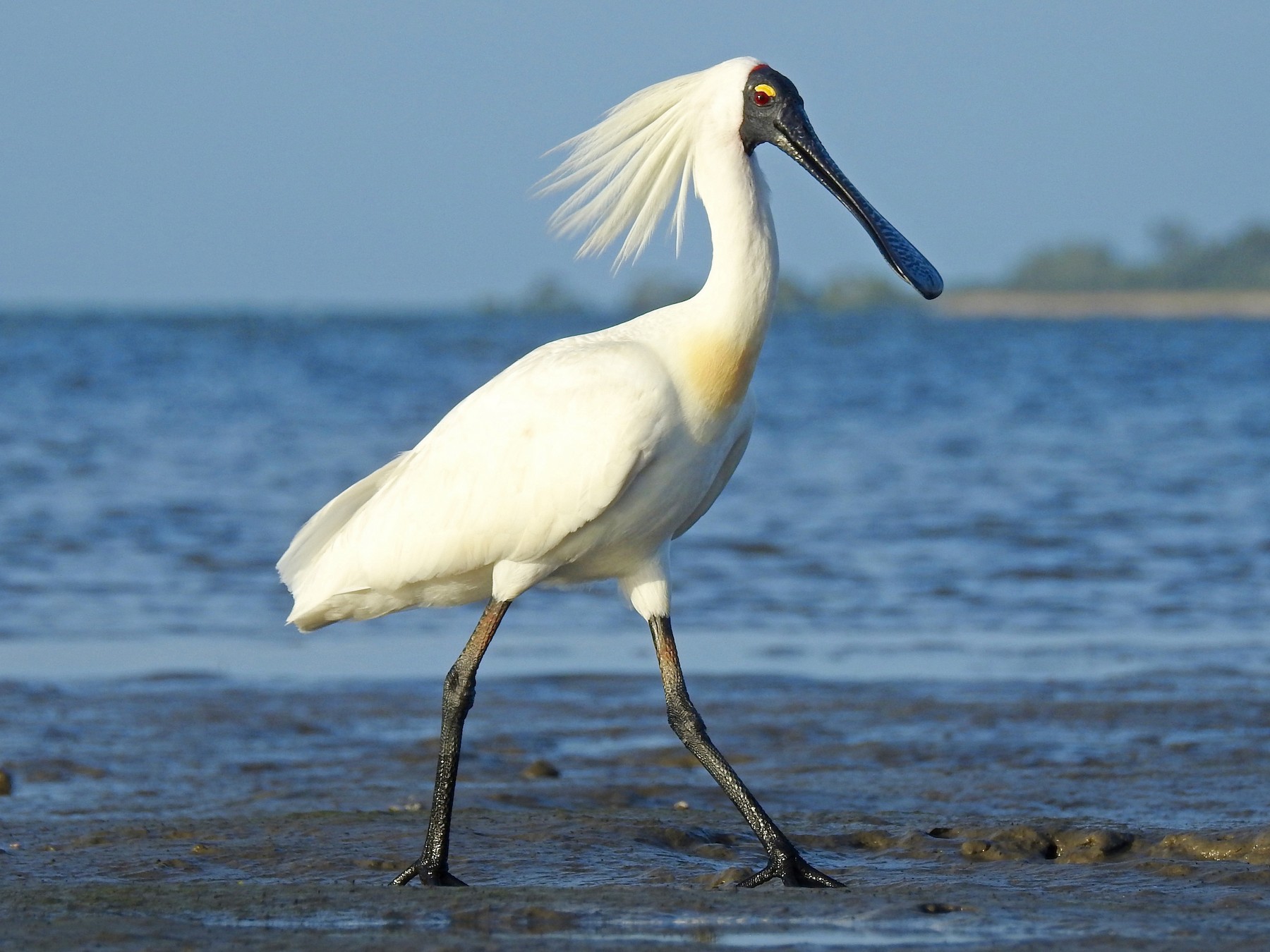 Royal Spoonbill - Michael Daley