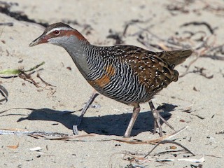  - Buff-banded Rail