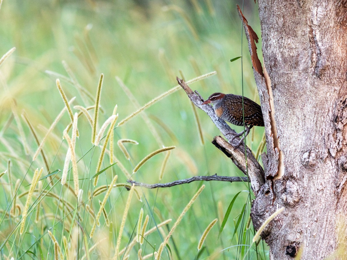 Buff-banded Rail - Malcolm Graham