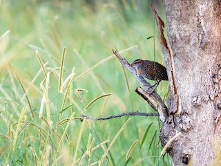  - Buff-banded Rail