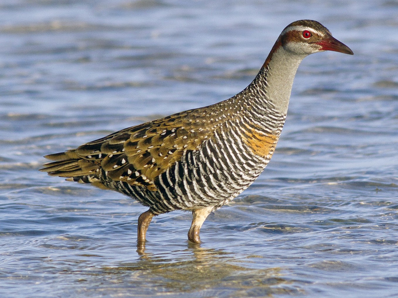 Buff-banded Rail - Stephen Murray