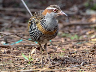  - Buff-banded Rail