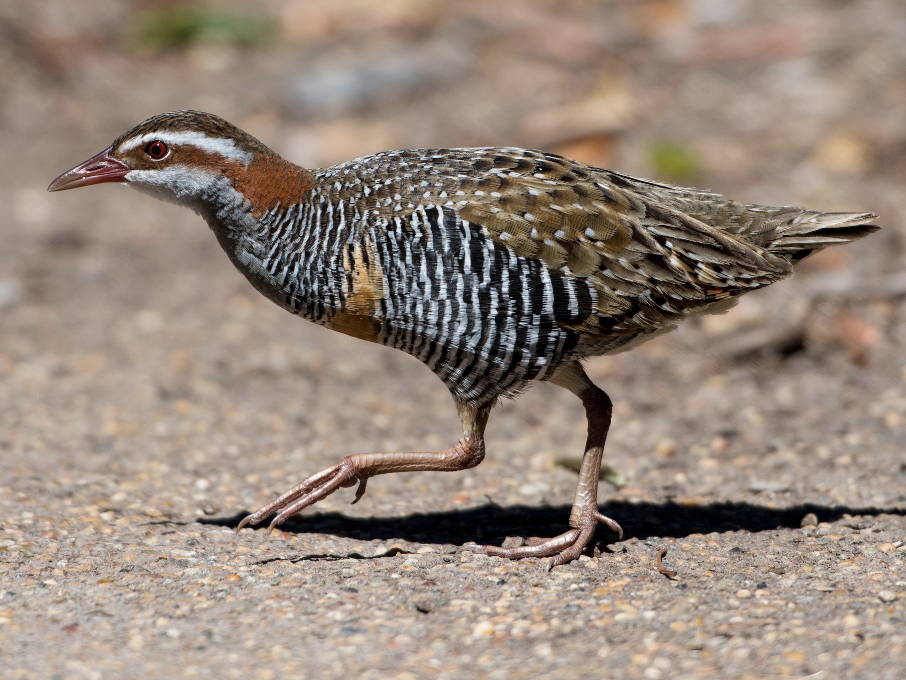 Buff-banded Rail - Hayley Alexander