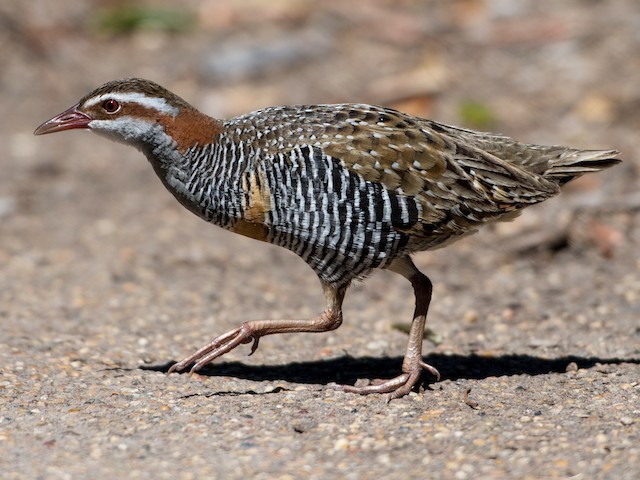 Buff-banded Rail (Birds of Timor-Leste) · iNaturalist
