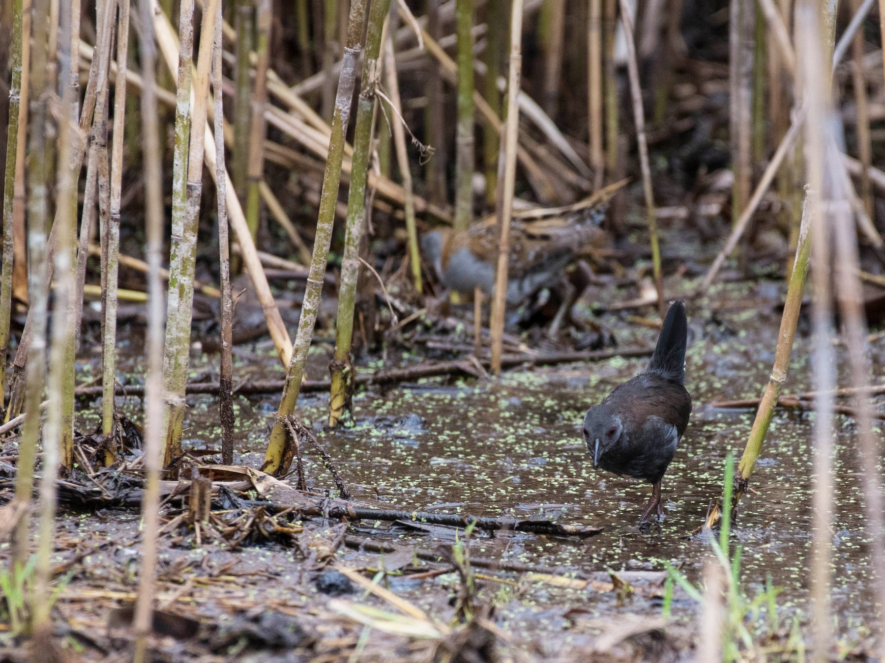 Spotless Crake - eBird