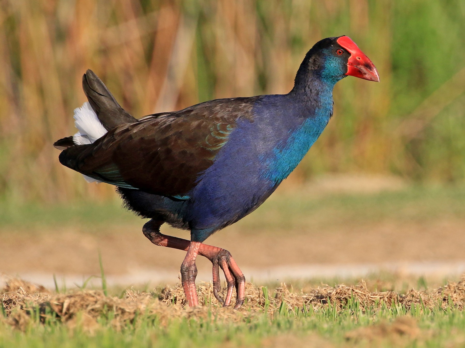 Australasian Swamphen - Patrick MONNEY