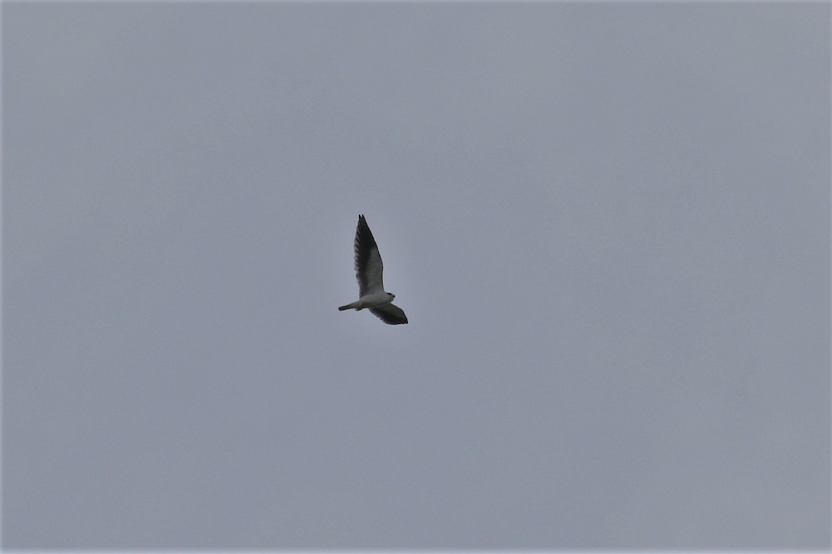 Black-winged Kite - Fadzrun A.