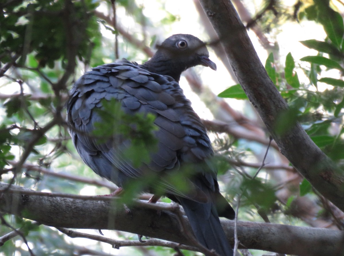 White-crowned Pigeon - ML117374021