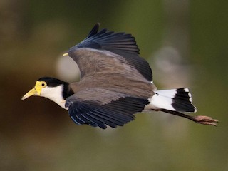  - Masked Lapwing
