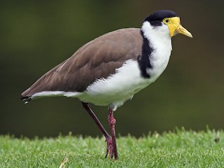 Erişkin (Black-shouldered) - Evan Lipton - ML117374581