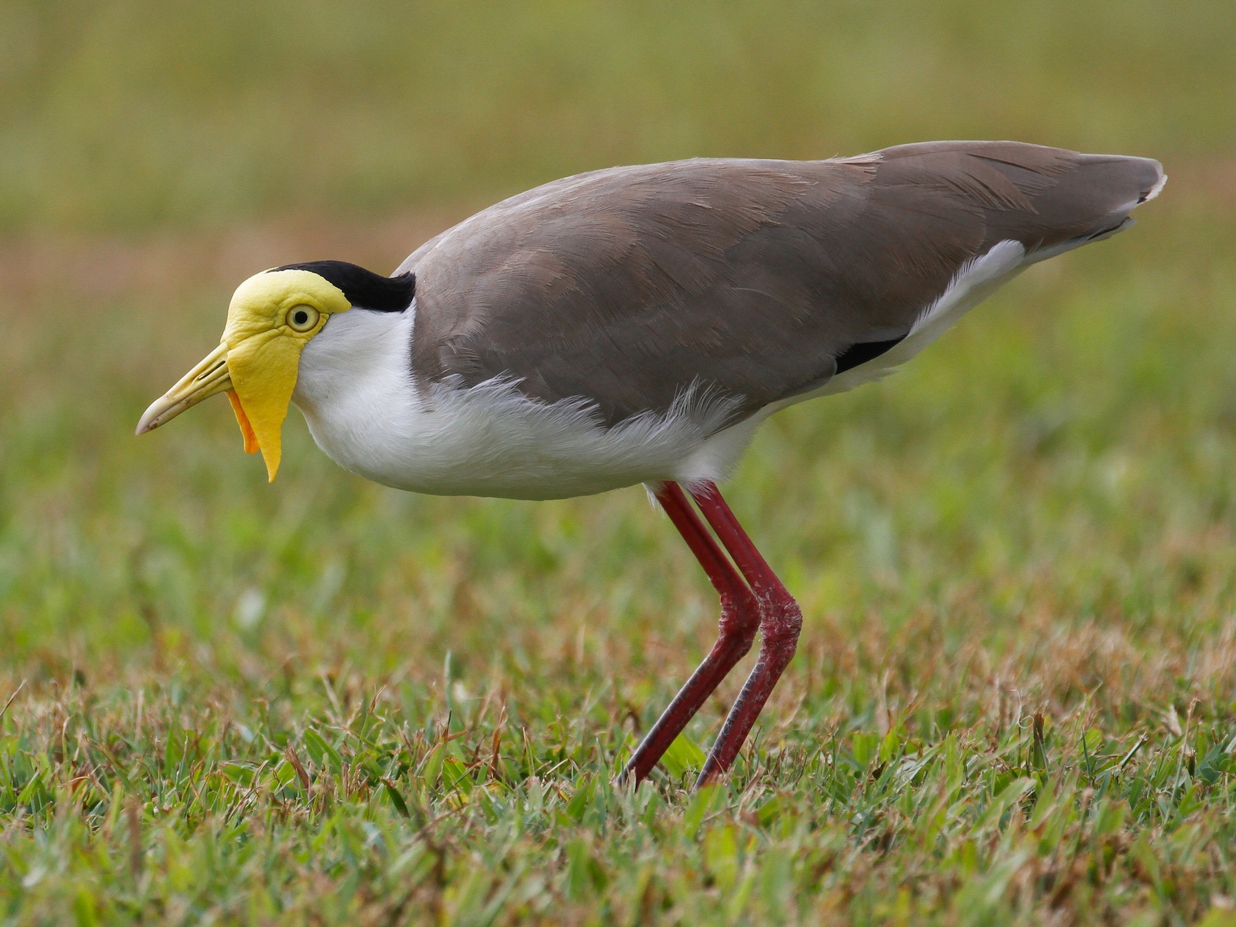 Masked Lapwing - James Kennerley