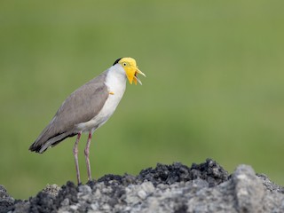  - Masked Lapwing (Masked)