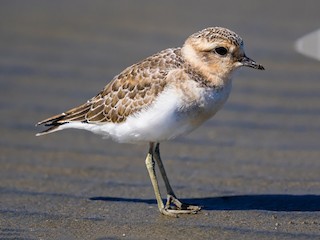  - Double-banded Plover
