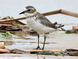  - Double-banded Plover