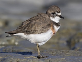  - Double-banded Plover