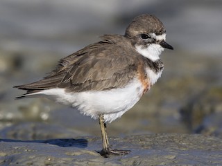 นกเต็มวัยในฤดูผสมพันธุ์ - Oscar Thomas - ML117375241