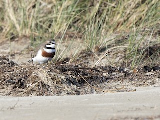  - Double-banded Plover
