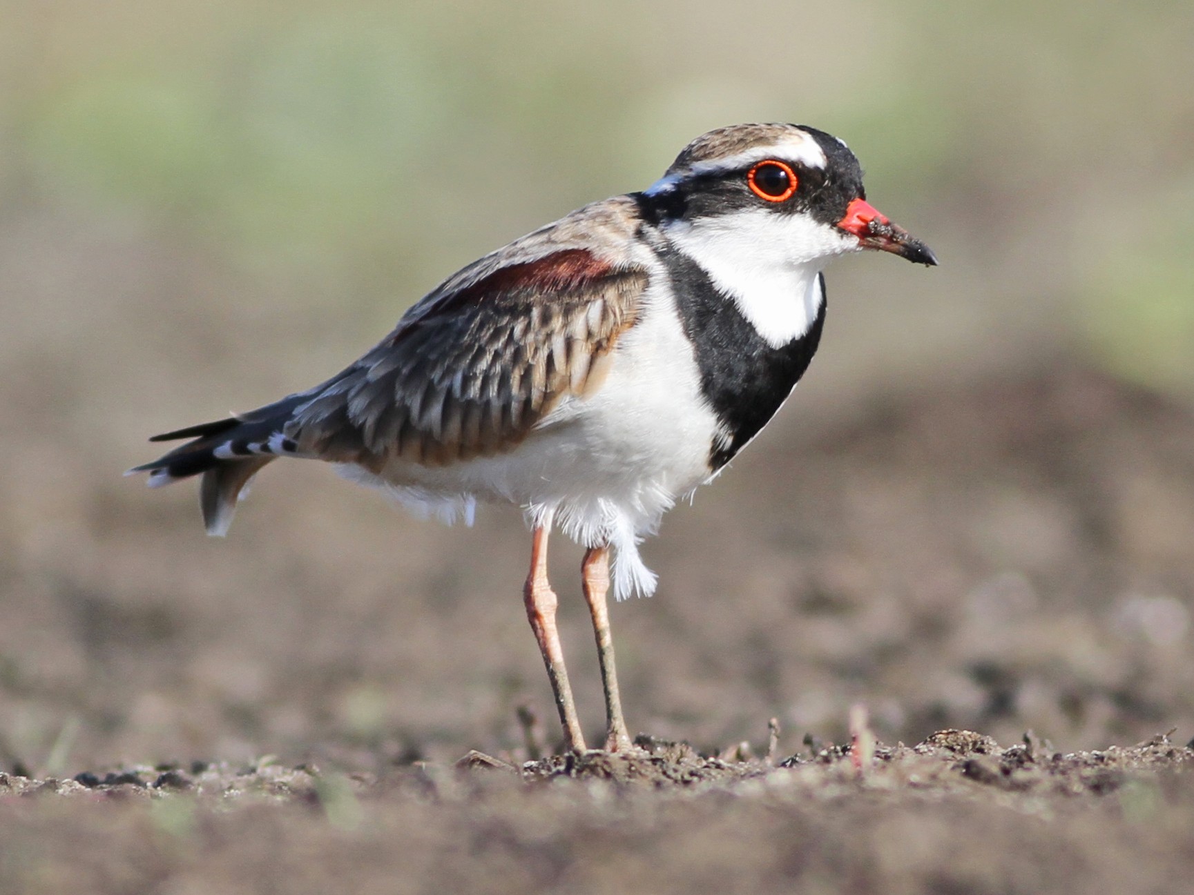 Black-fronted Dotterel - Chris Wiley